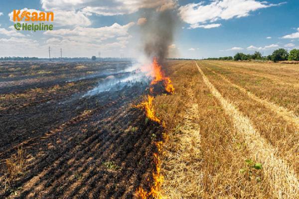 किसान अपने खेतों में फसल अवशेष जलाकर क्यों मार रहे मित्र कीट, साथ ही खत्म कर रहे खेत की उर्वरा शक्ति